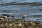 Wading Pied Oystercatchers Feeding Along a Reservoir.