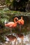 Wading pink Caribbean flamingo birds Phoenicopterus ruber