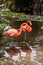 Wading pink Caribbean flamingo birds Phoenicopterus ruber