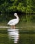 Wading White Pelican - Sanibel Island, Florida