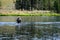 Wading in yellowstone river