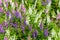 Waew Wichian Flower Angelonia goyazensis Benth