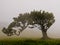 Wafts of mist are laying upon the highland of Madeira with a single large tree and generate a spooky atmospere