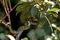 Wagler pitviper in the Snake temple, Penang, Malaysia