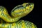 Wagler\'s pit viper / Tropidolaemus wagleri