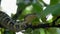 Wagler`s Temple Pit Viper Tropidolaemus wagleri Sleeping on Tree Branch
