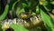 Wagler`s Temple Pit Viper Tropidolaemus wagleri Sleeping on Tree Branch