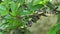 Wagler`s Temple Pit Viper Tropidolaemus wagleri Sleeping on Tree Branch