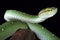 Wagler\'s tree viper (Tropidolaemus wagleri) male