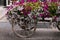 Wagon with beautiful petunia flowers , Livigno