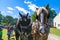 Wagon Horses at Landis Valley