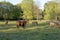 Wagon Horses at Wade House  802454