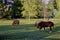 Wagon Horses at Wade House  802458