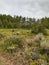 Wagon hound road , Wyoming