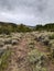 Wagon hound road , Wyoming