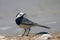 Wagtail bird