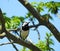 Wagtail bird