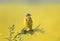 Wagtail bird sitting a branch of wormwood in the summer f