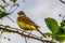 A wagtail female