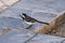 The wagtail- Hurghada-Egypt 65