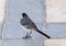 The wagtail- Hurghada-Egypt 68