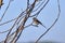 The Wagtail Motacilla alba, Linnaeus