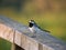 Wagtail or Motacilla bird on a fence