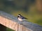 Wagtail or Motacilla bird on a fence