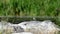 wagtail Motacilla near river on a stone
