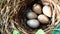 Wagtail nest on the seaside meadow