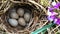 Wagtail nest on the seaside meadow