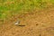 A Wagtail on ploughed land.