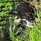 Wagtail is sitting on the grass. Gray bird in the spring. The bird looks to the right. A small gray bird with a long tail. Wagtail