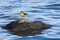 Wagtail sitting on a stone