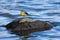 Wagtail sitting on a stone