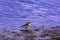 Wagtail yellow On the shores of the lake ,Motacilla flava Linnaeus
