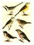 Wagtail, Yellow Wagtail, Meadow Pipit, Tree Pipit, Sparrow, Grosbeak, vintage engraving