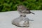 Wagtail, young bird Motacilla alba