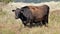 Wagyu Cow grazing in the Schoorlse Duinen in North Holland, the Netherlands