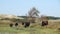 Wagyu Cows grazing in the Schoorlse Duinen in North Holland, the Netherlands