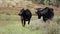 Wagyu Cows grazing in the Schoorlse Duinen in North Holland, the Netherlands