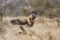 Wahlberg s Eagle in Kruger National park, South Africa