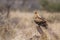 Wahlberg s Eagle in Kruger National park, South Africa