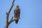 Wahlberg s Eagle in Kruger National park, South Africa