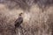 Wahlberg`s Eagle in Kruger National park, South Africa