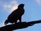 Wahlberg`s eagle in silhouette