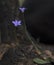 Wahlenbergia, Australian wildflower, native bluebell