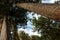 Waiau Kauri tree grove kauri, Coromandel Peninsula, New Zealand