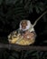 Waigeou cuscus or Waigeou spotted cuscus (Spilocuscus papuensis) observed in Waigeo in West Papua,Indonesia