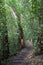 Waikamoi Nature Trail, a dirt path through a rainforest in Haiku, Maui